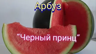 Обзор на арбуз "Черный принц".