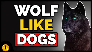 TOP 10 WOLF LIKE DOGS