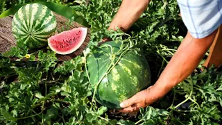 In this way, grow large and sweet watermelons in your own garden🍉