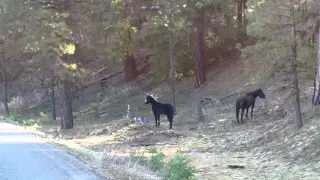 Wild Horses of the ochoco mountains Oregon