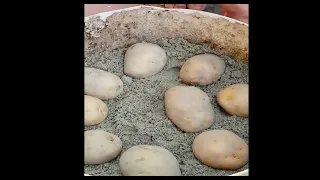 No need to buy Potatoes at the market anymore.Grow potatoes in buckets and sack.easy and many tubers