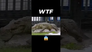 Have you ever seen a Crocodile run like this?