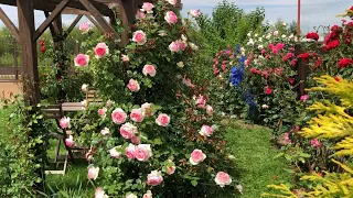 Роза Пьер де Ронсар 🌹и другие плетистые розы.Обзор.