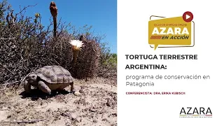 Tortuga terrestre argentina: programa de conservación en Patagonia