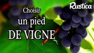 Raisin de table : quelle variété de vigne choisir ?