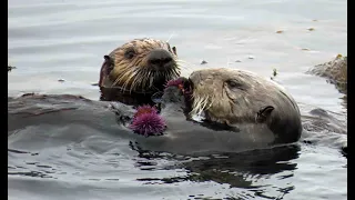 Sea Otter & Pup
