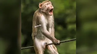 Animals Getting Shocked | Animals Electric Fence Funny