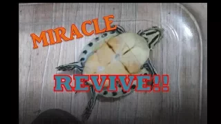 Turtle dead ...then  miracle happened!!!