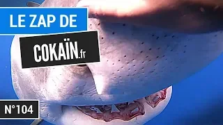 Le Zap de Cokaïn.fr n°104