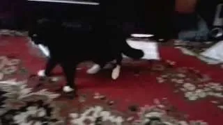 Кот против собаки (Cat vs Dog)