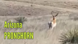 Pronghorn Antelope from Southern Arizona