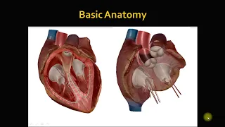 TTE basic views part 2 (Apical views, subcostal and suprasternal Views)