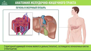 Печень и желчный пузырь