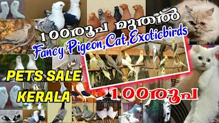 📌Pets Sale Kerala🤍Fancy Pigeon Sale💜Exotic Birds💚Cat Sale😍Low Rate Pets Sale💖Pigeon Sale Post Kerala
