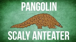 What is a Pangolin?