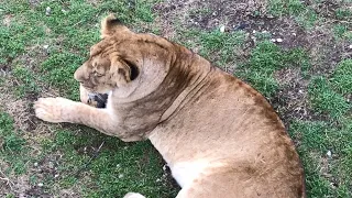 Львы удивительно преданные животные! Тайган Lions in Crimea