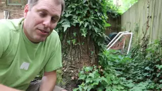 How To Remove English Ivy Vines From Trees DIY