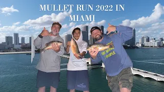 MULLET RUN 2022 ( VENETIAN ) MANGROVE,TARPON AND SHARKS.            ( C.C.&C )