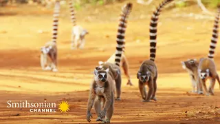 These Lemurs Have Found a Way to Scam Tortoises 🐢  | Smithsonian Channel