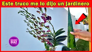 Mira lo que pasa cuando aplicas ÁLOE VERA en tus orquídeas, no quedara ni una sola rama sin FLORECER