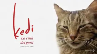 Kedi - La Città dei Gatti