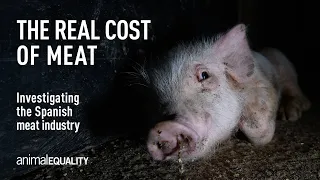 The Real Cost of Meat: Spain's Pig Meat Industry