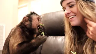 Capuchin Monkey Loves His Sister!