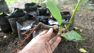 How to grow breadfruit