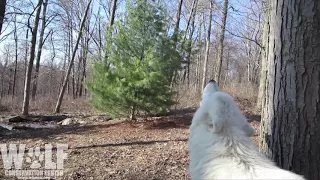 Atka the Arctic gray wolf howling.