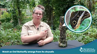 Watch as an Owl Butterfly emerges from its chrysalis!