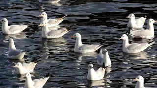 Озерные чайки