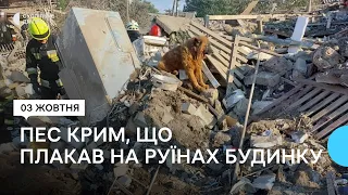 Серцева недостатність, контузія та стрес: як почувається пес Крим, що вижив після ракетного удару
