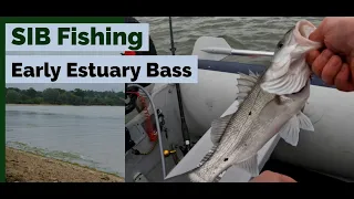 SIB Fishing UK Estuary Bass