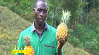 Young and in the Profitable Business of Pineapple Farming