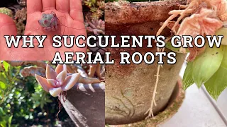 Main Reasons Aerial Roots Grow On Succulents