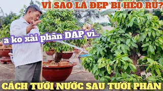 Cách tưới nước sau tưới phân vì sao Út Đực k xài DAP xử lý lá mai bị gục đầu nước phèn trồng mai ntn