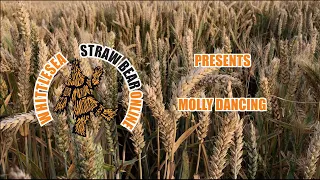 Straw Bear Online: Molly Dancing