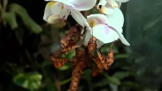 Extatosoma tiaratum tiaratum strašilka australská