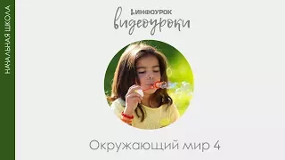 Путь крови.  Определение пульса | Окружающий мир 4 класс #37 | Инфоурок