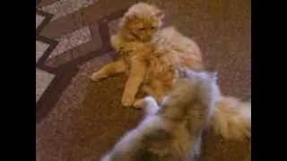 Коты. Кошачьи бои без правил. Cat. Cat fights without rules.