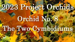 2023 Project Orchids - The Two Cymbidiums