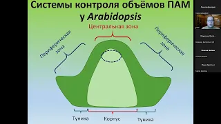 Екатерина Алексеевна Быкова: Влияние фасциации в апикальной меристеме побега на морфогенез листа