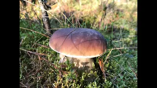 Grzyby Borowiki Borowiki i inne grzybki Grzybobranie Październik 2023 Boletus edulis, Belli porcini