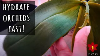 How to rehydrate Orchids fast! - Orchid Care Quick Tips