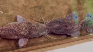 Natural Catfish Breeding