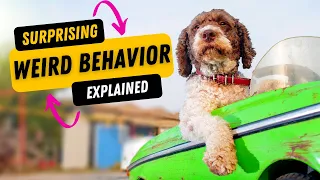Weird Dog Behaviors Explained - Be surprised