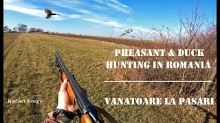 Pheasant & Duck Hunting In Romania (Vanatoare la pasari), with Norbert Simon V337