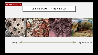 CCP Webinar: Bumble Bee Conservation