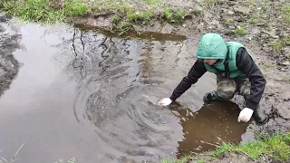 Zarybianie Stawu rybami takimi jak Wzdręga, Karp, Karaś, Lin, Płoć, Amur, Tołpyga, Leszcz