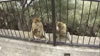 Обезьяны на Гибралтаре Gibraltar monkeys